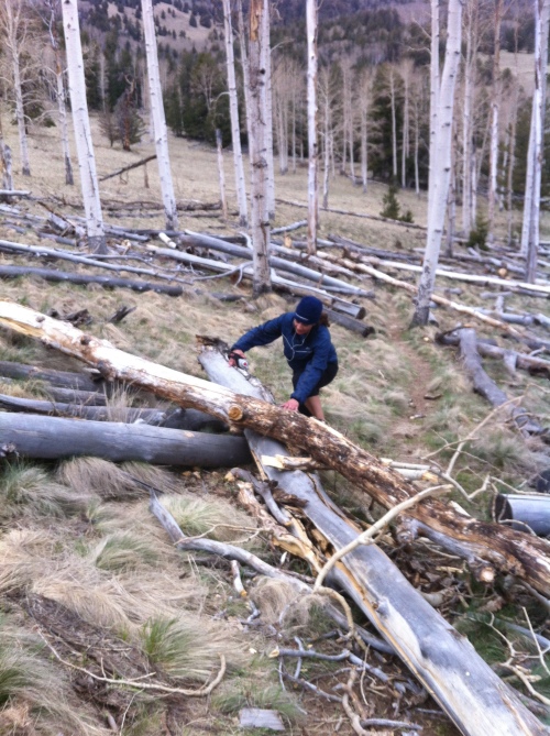 Norma navigating some of the Aspen deadfall.
